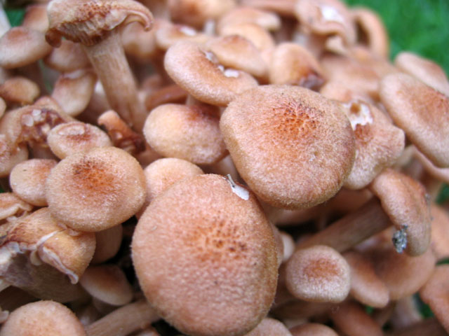 Il Genere Armillaria